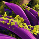 A colorized scanning electron microscopic image of plague bacteria, in yellow, on a flea.